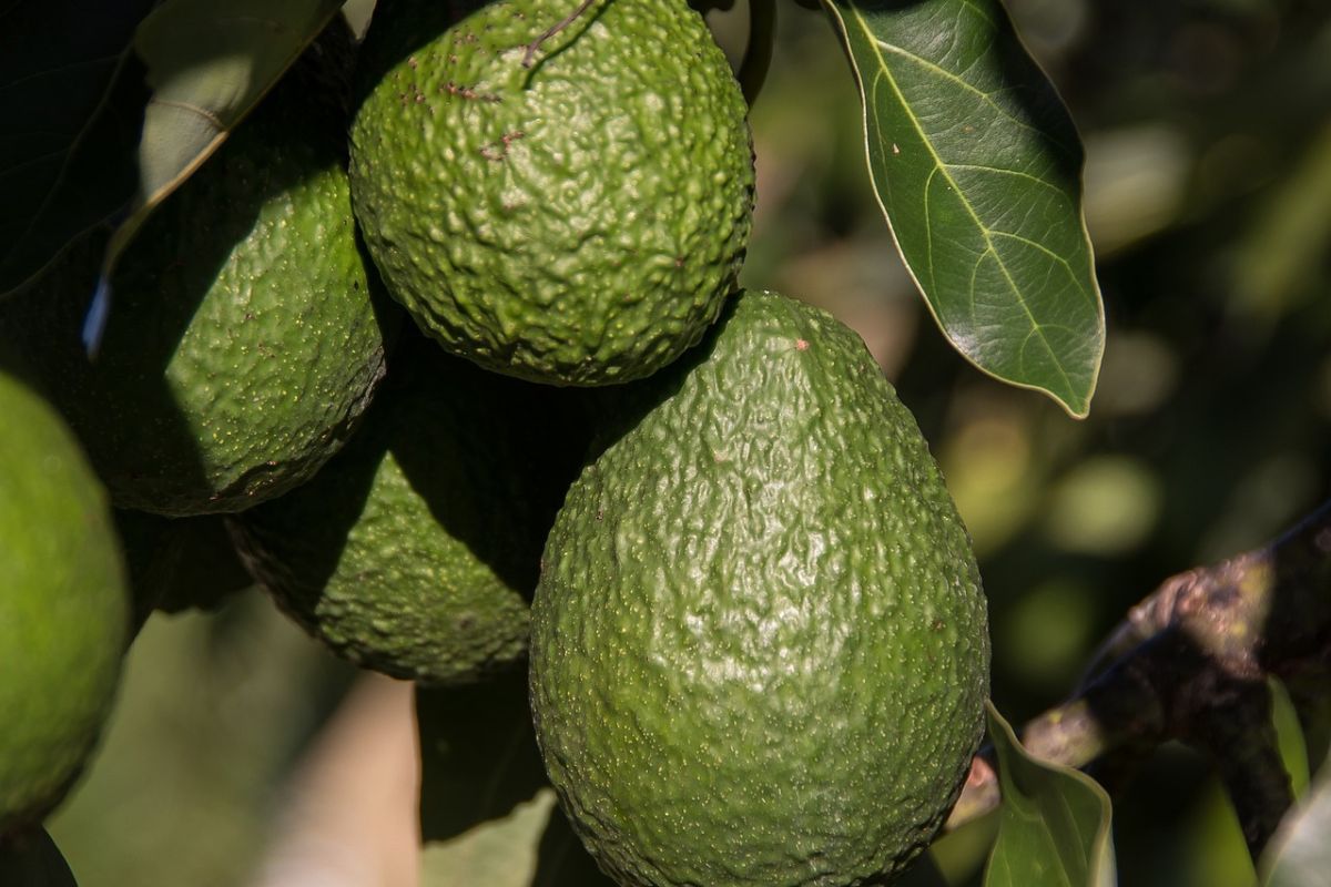 There are many controversies associated with growing avocados.