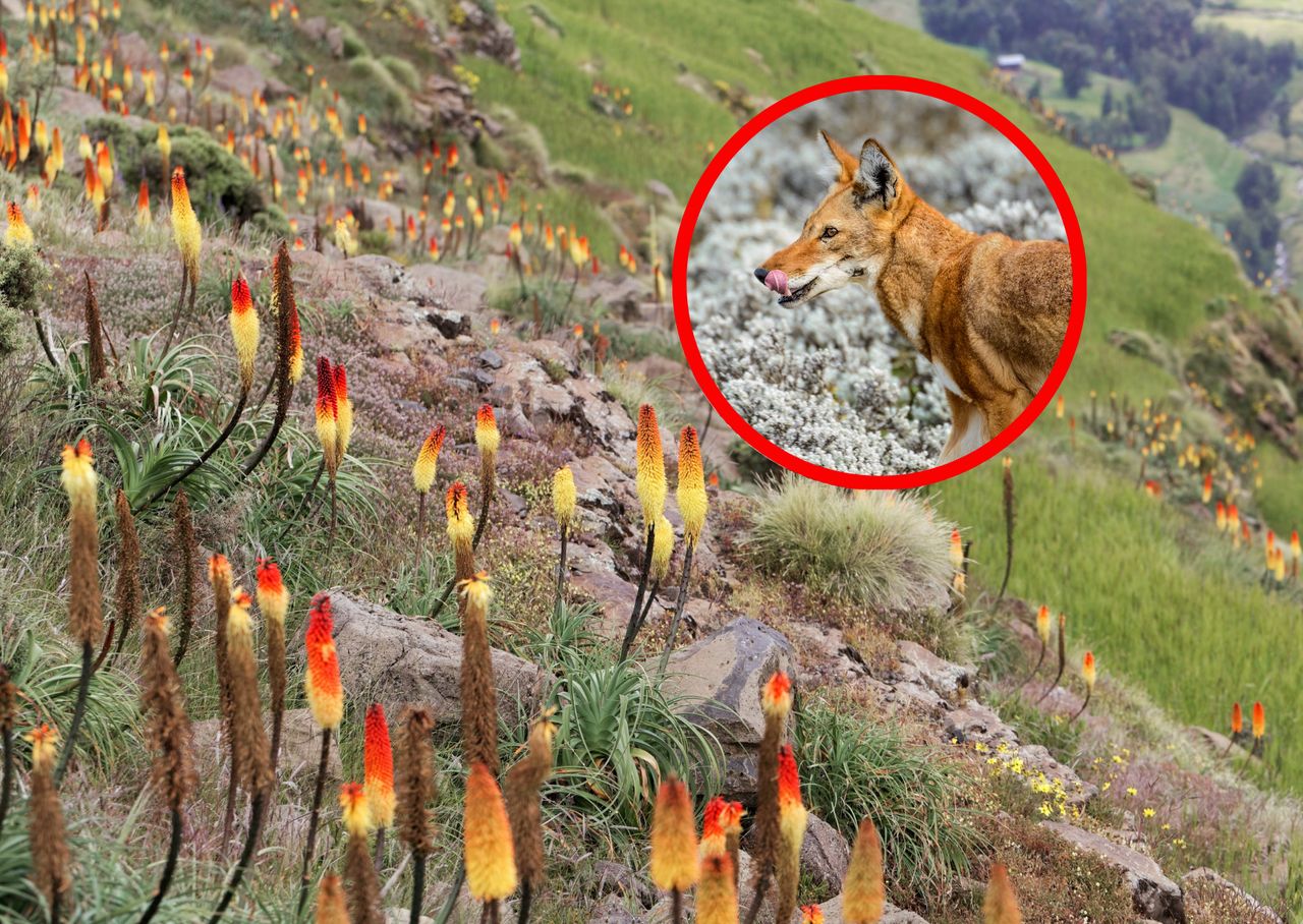 Ethiopian wolves caught sipping nectar, becoming pollinators