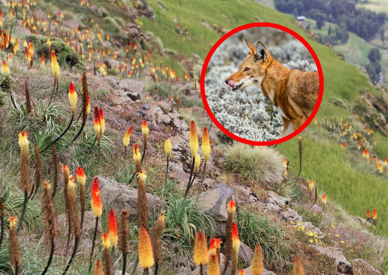 Ethiopian wolves: Unexpected pollinators of mountain blooms