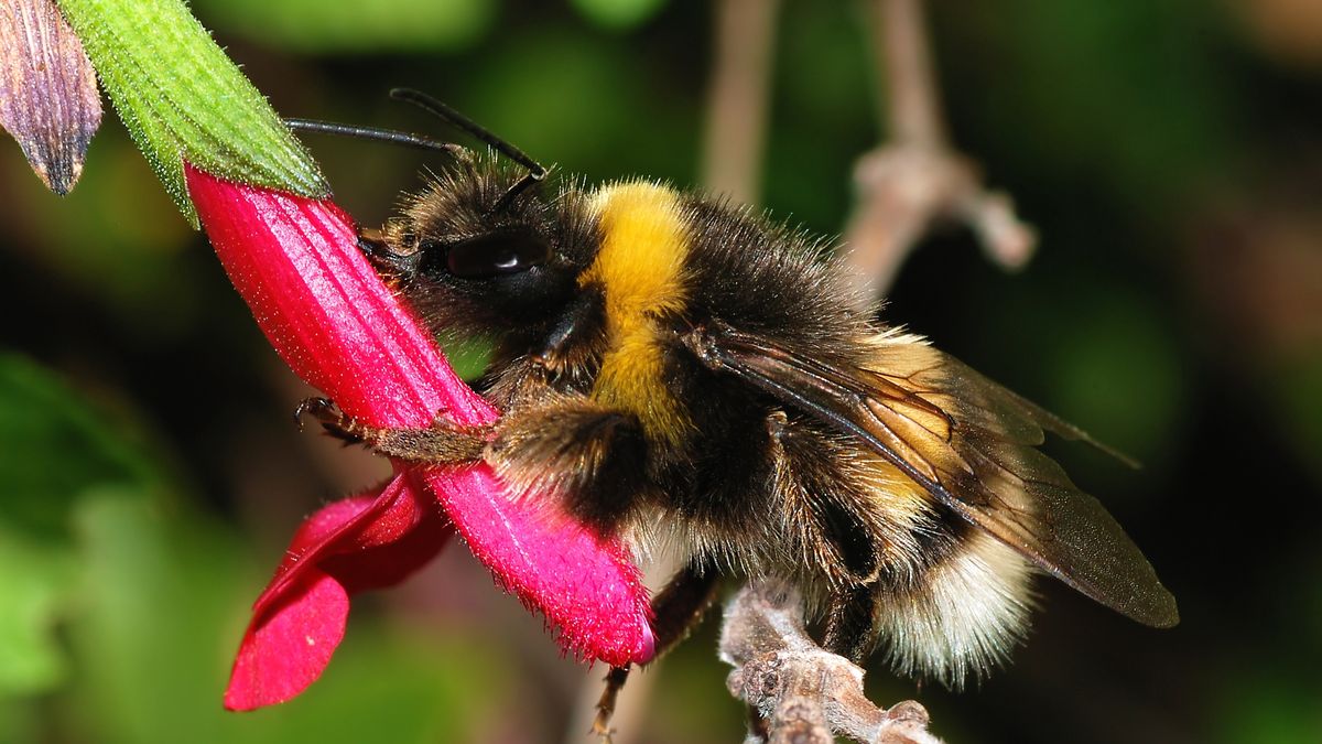 Bombus terrestris - trzmiel ziemny