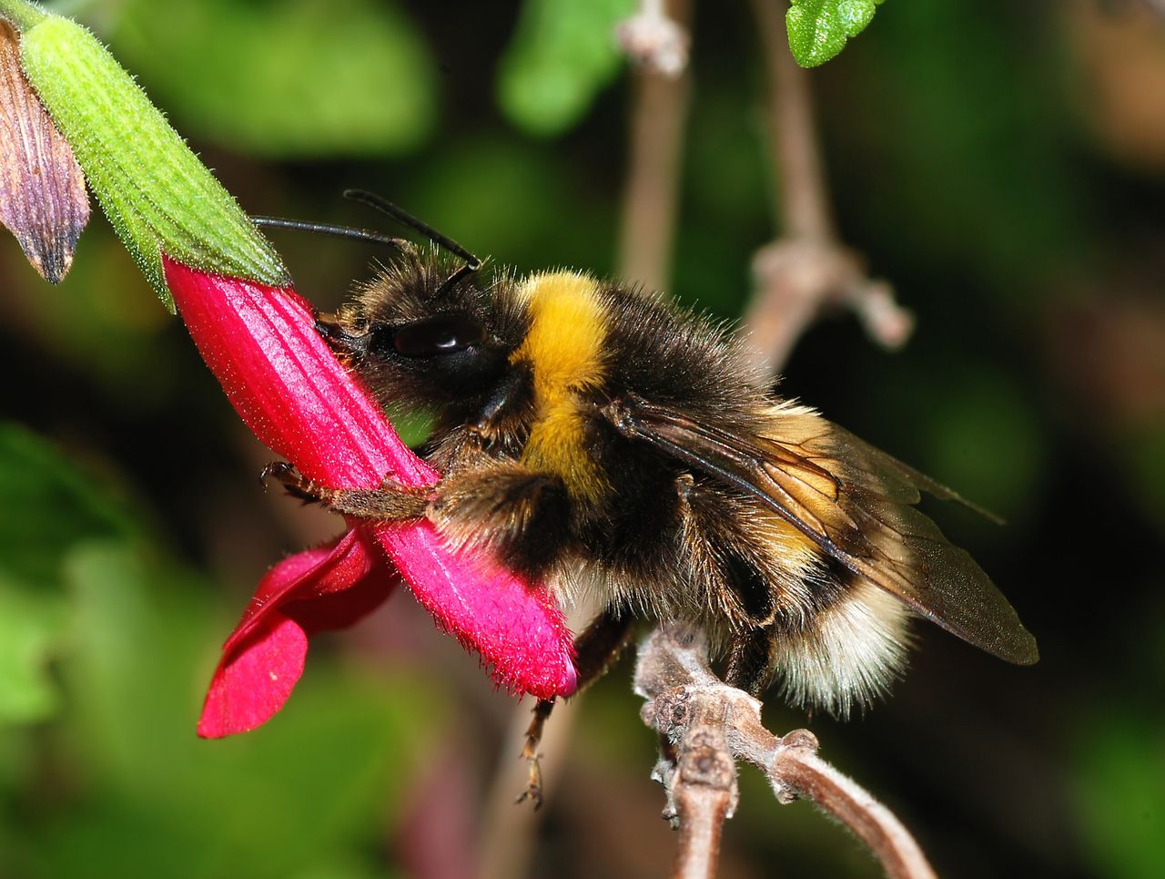 Bombus terrestris - buff-tailed bumblebee