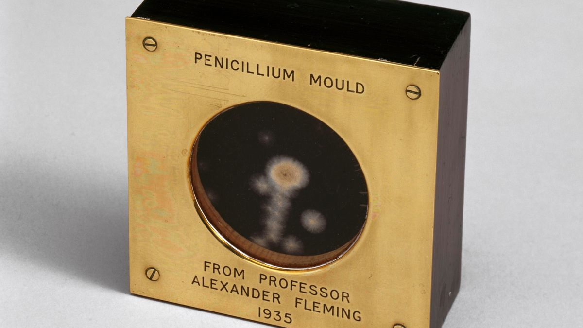 Próbka pleśni penicyliny