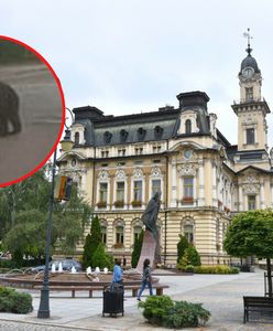 Niedźwiedź grasuje w Nowym Sączu. Prezydent: Sytuacja rzeczywiście poważna