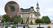 Niedźwiedź grasuje w Nowym Sączu. Prezydent: Sytuacja rzeczywiście poważna