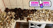 Prawdziwy wysyp grzybów. "Rosną wszędzie"
