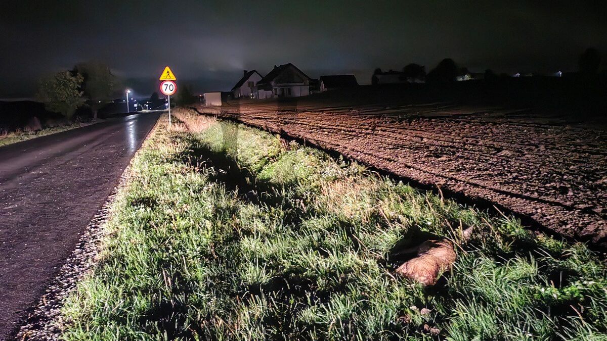 Ranna sarna leżąca w rowie w Łuszczowie Drugim