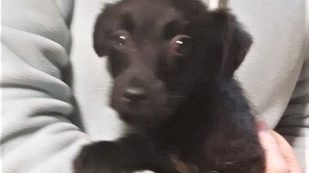 Nastolatka wyłowiła psa z rzeki