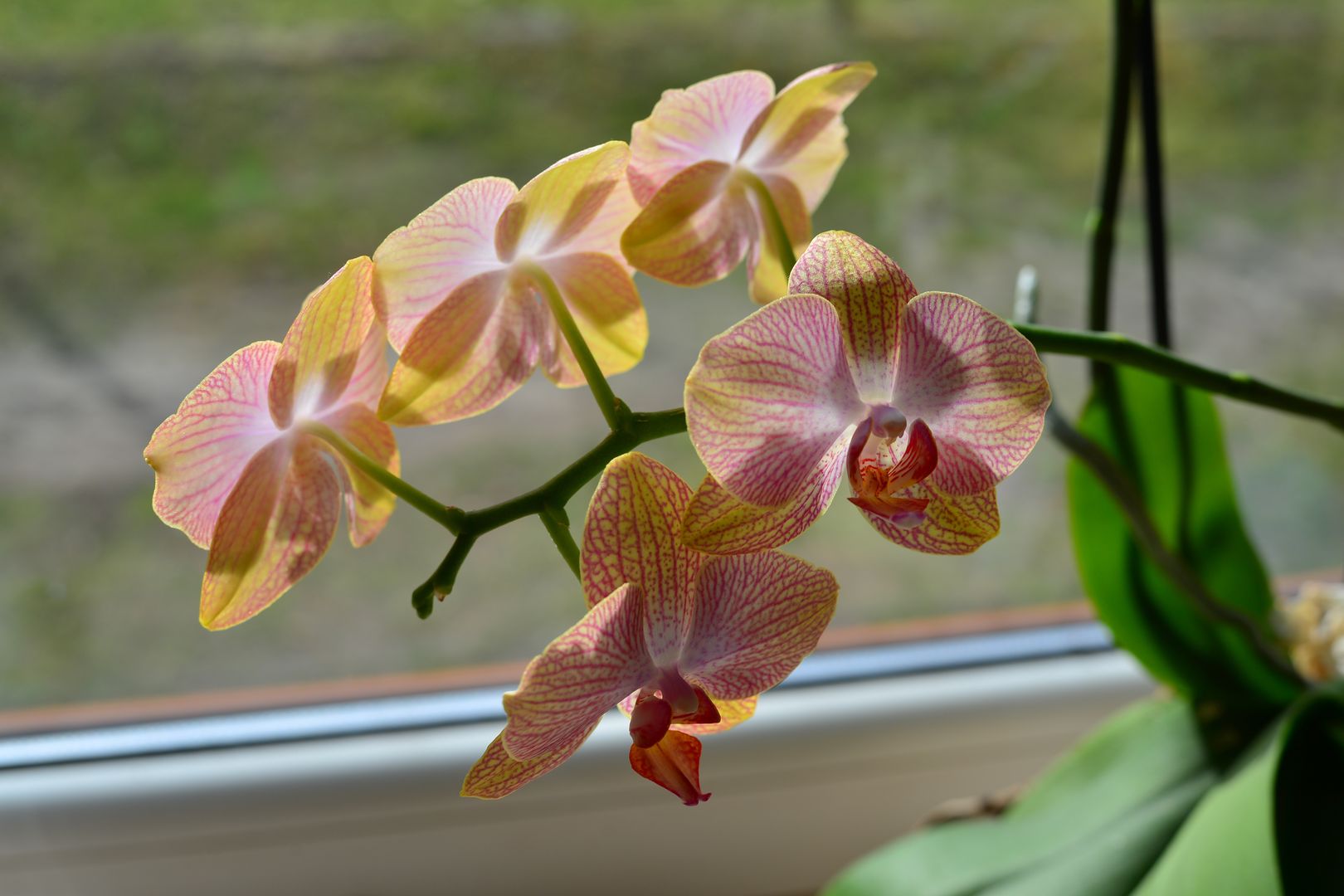 kwiat, storczyk, orchide, róż, zbliżenie