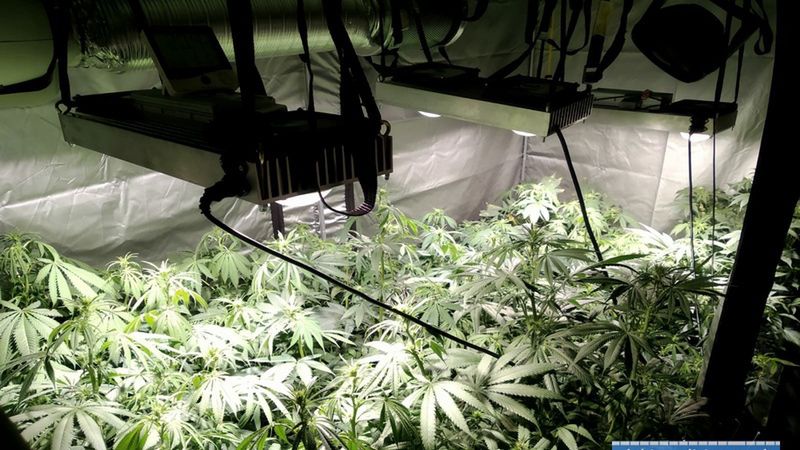 Lubin. 195 krzewów konopi w mieszkaniu. 27-latek hodował je pod namiotem