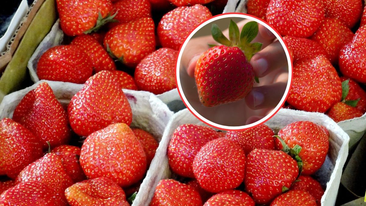 Zasady sprzedaży truskawek i ochrona klienta