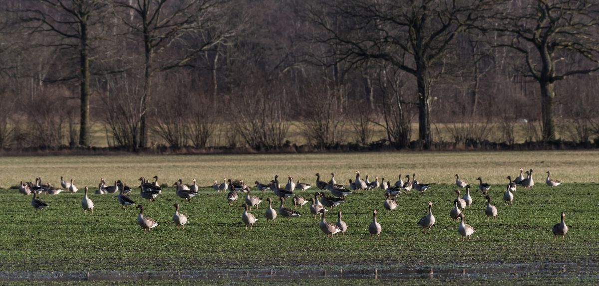 Zmiany w odszkodowaniach za szkody wyrządzone przez zwierzęta