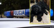 Wolontariusz usłyszy zarzuty. Odebrał skrajnie zaniedbanego psa