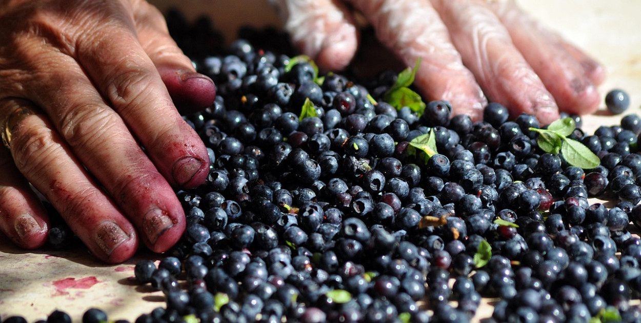 GIS bije na alarm. Pasożyt czai się na owocach, które latem jemy na potęgę