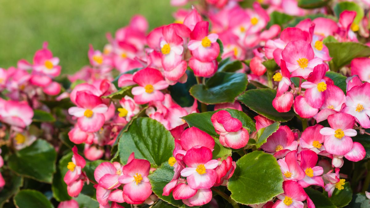 Jak zimować begonie?