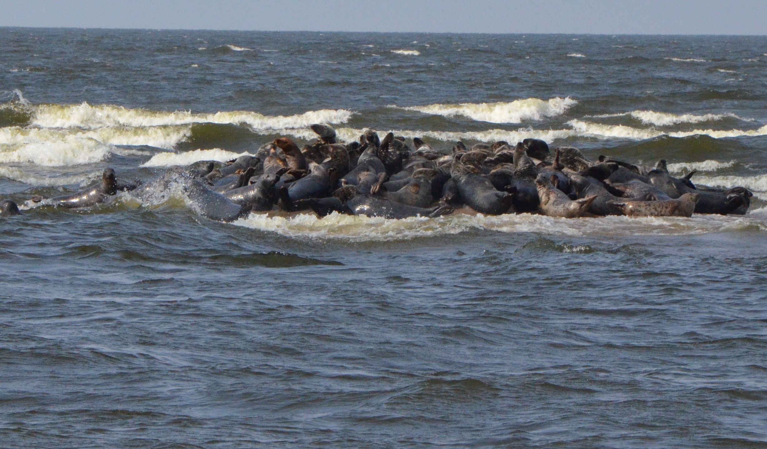 Rezerwat przyrody Mewia Łacha jest jedynym miejscem w Polsce, w którym  można zobaczyć żyjące na wolności foki 