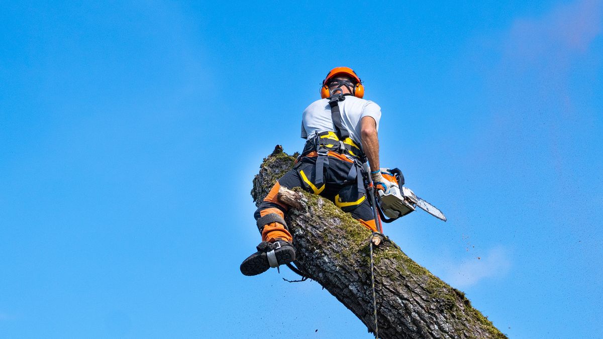 Lasów społecznych nie można wyciąć (zdj. ilustracyjne) 