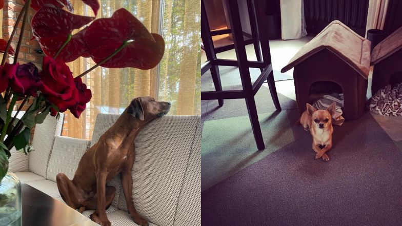  Zobaczcie jak mieszka Agnieszka Woźniak-Starak! 