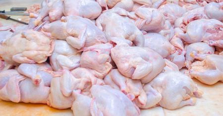 Lepiej ich nie jedz. W tych częściach kurczaka gromadzą się pasożyty