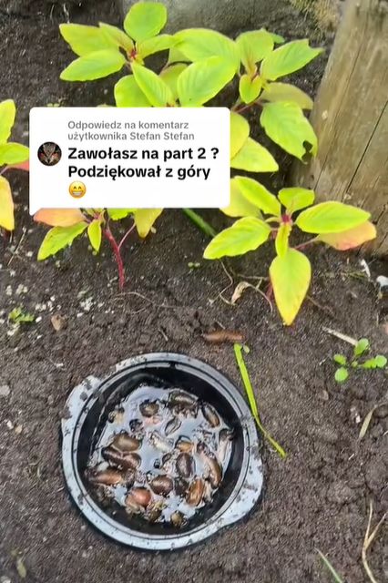 Tiktokerka pokazała, ile ślimaków złapało się na piwo