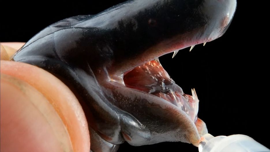 Caecilians może być pierwszym płazem o jadowitej ślinie