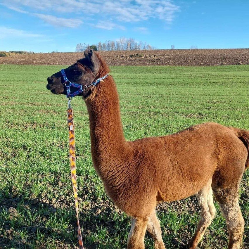 Lama poszarżowała do lasu. Szukają jej w całej okolicy