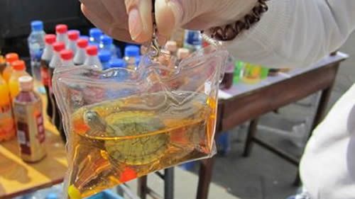 Żywe breloki do kluczy - czy to jest legalne? 1