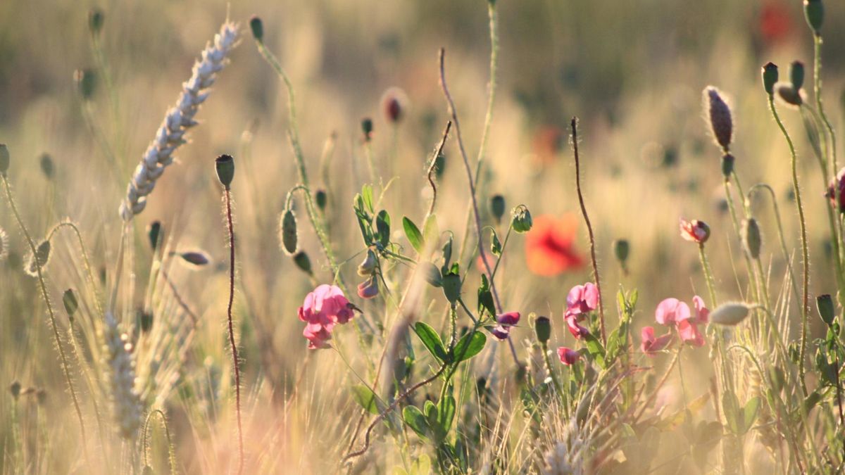 Niewiele osób wie, jak dużą wartość odżywczą mają niektóre kwiaty i chwasty. Są niskokaloryczne, zawierają dużo błonnika i soli mineralnych.