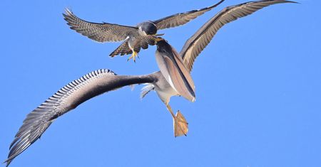 Sokół zaatakował sporego pelikana w locie. Zdjęcia pokazują zdarzenie krok po kroku