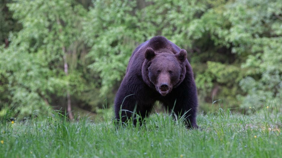 reporter_baza_2023-05
24.05.2023 Karpaty. Niedzwiedz brunatny (Ursus arctos). Mateusz Kotowicz/REPORTER
Mateusz Kotowicz/REPORTER