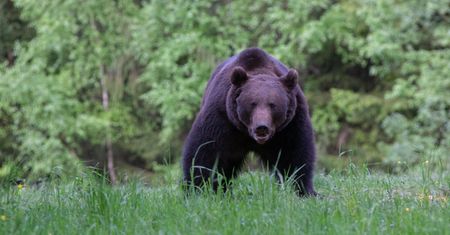 Majówka w Tatrach? Wszystko, co trzeba wiedzieć o niedźwiedziach