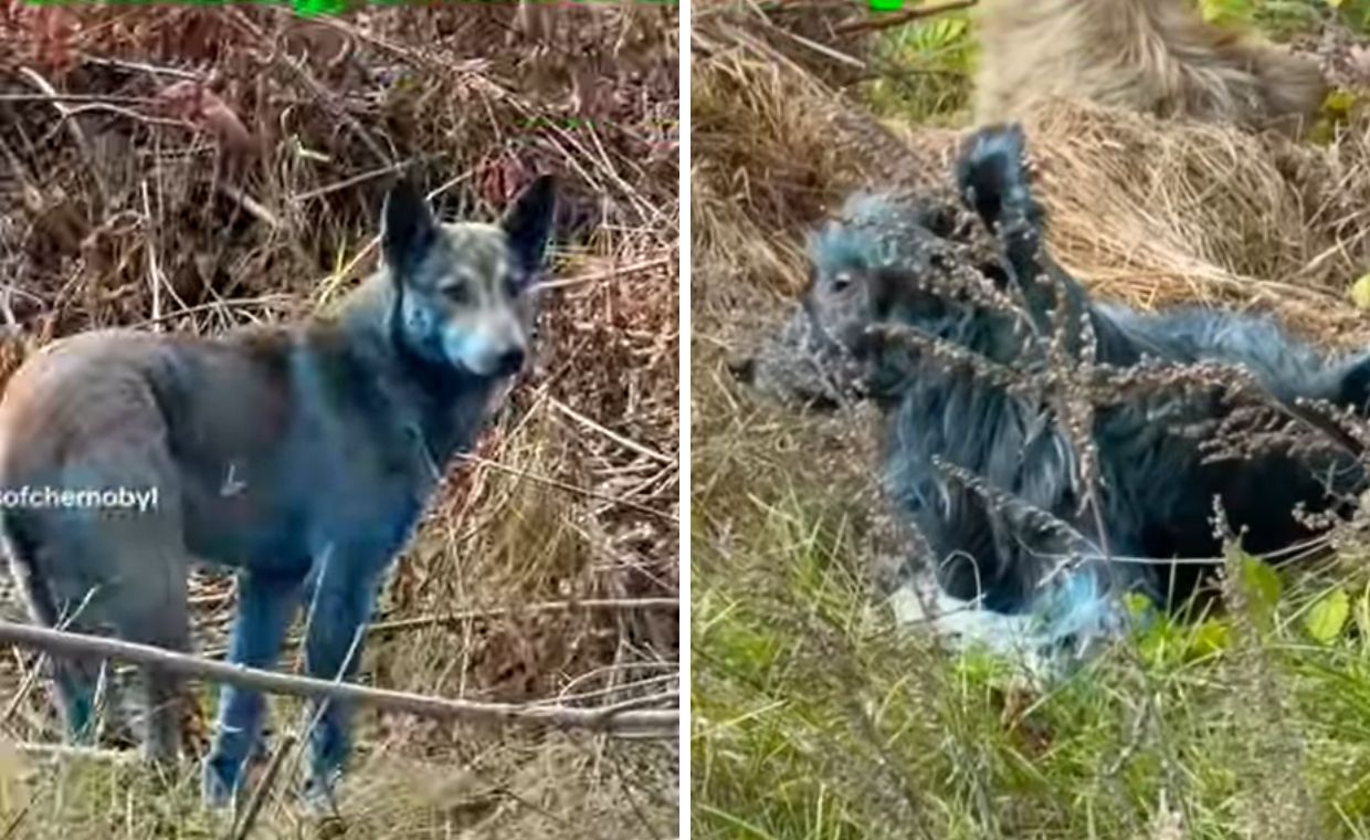 wiadomości,aktualności,WP Wiadomości Niebieskie psy w Czarnobylu. Efekt napromieniowania?