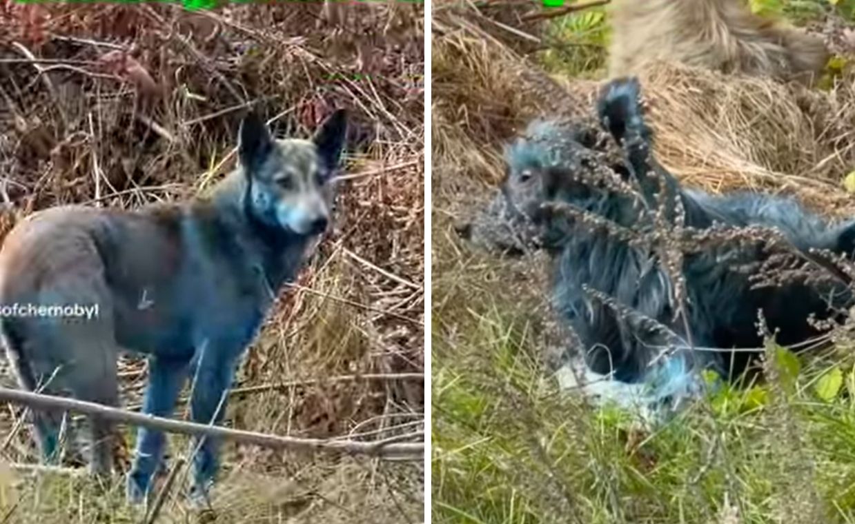 Niebieskie psy w Czarnobylu. Efekt napromieniowania?