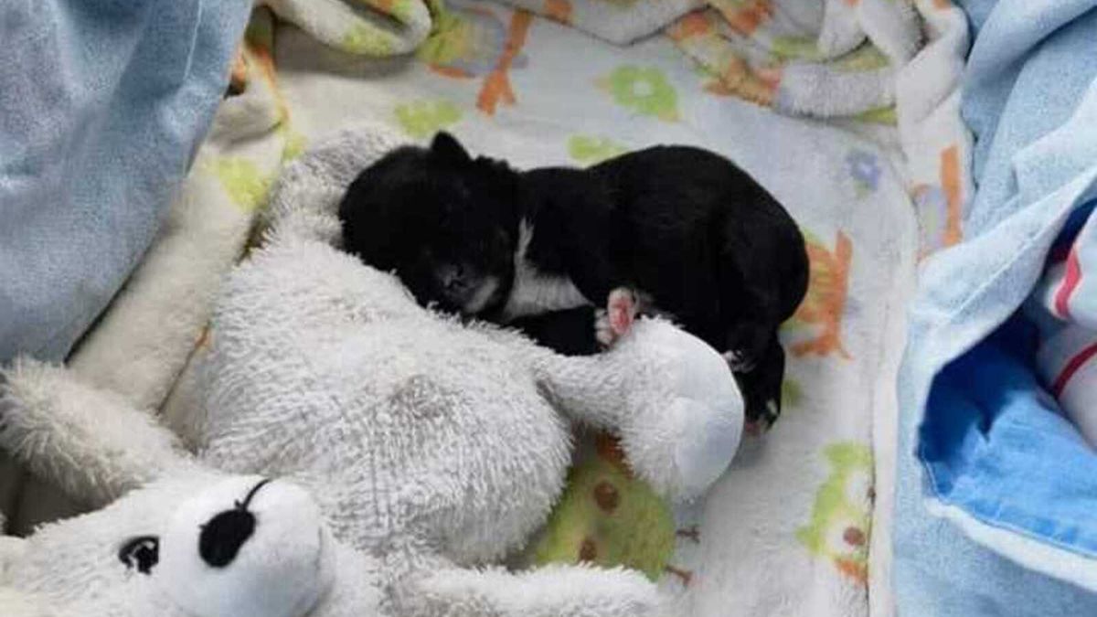 Kasacja od wyroku uniewinniającego oskarżoną o zakopanie żywcem.