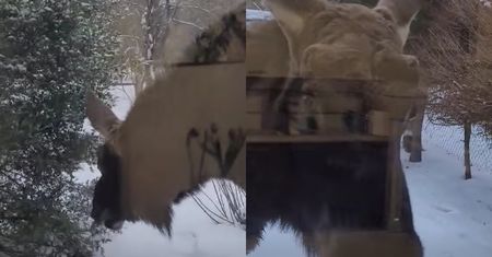 Zastał go przy oknie. Wszystko nagrał. Wideo hitem sieci