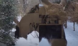 Zastał go przy oknie. Wszystko nagrał. Wideo hitem sieci