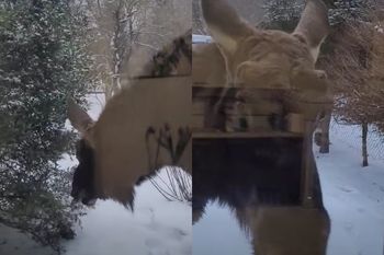 Zastał go przy oknie. Wszystko nagrał. Wideo hitem sieci