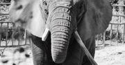 Nie żyje słonica Katka z gdańskiego zoo. Miała 56 lat