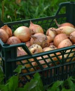 Wysłali cebulę do Polski. Zarobili ok. 200 mln zł. Oto skąd pochodzi