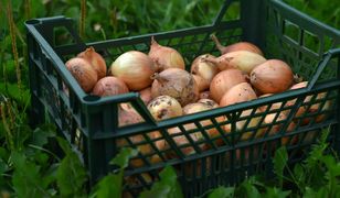 Wysłali cebulę do Polski. Zarobili ok. 200 mln zł. Oto skąd pochodzi