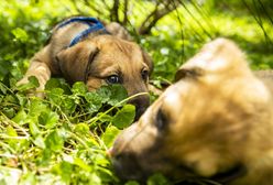 Koronawirus. Hiszpania. Sklep sprzedawał zakażone szczenięta