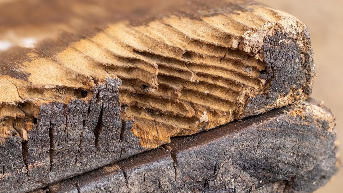 Korniki to małe owady, które występują na całym świecie.