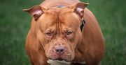 Trzy psy rasy american bully rzuciły się na 26-latkę. Właściciel z wyrokiem