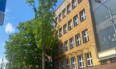 Katowice. Nowe drzewa przy ul. Raciborskiej. Wycięto kasztany posadzono klony