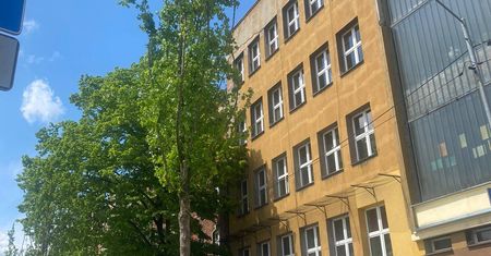 Katowice. Nowe drzewa przy ul. Raciborskiej. Wycięto kasztany posadzono klony
