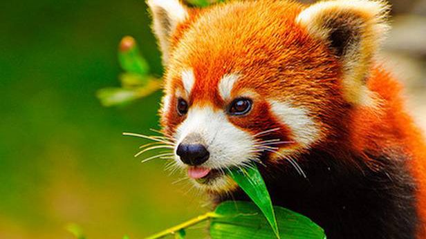 Wszystkiego najlepszego, lisku! Firefox jest z nami już 10 lat 1