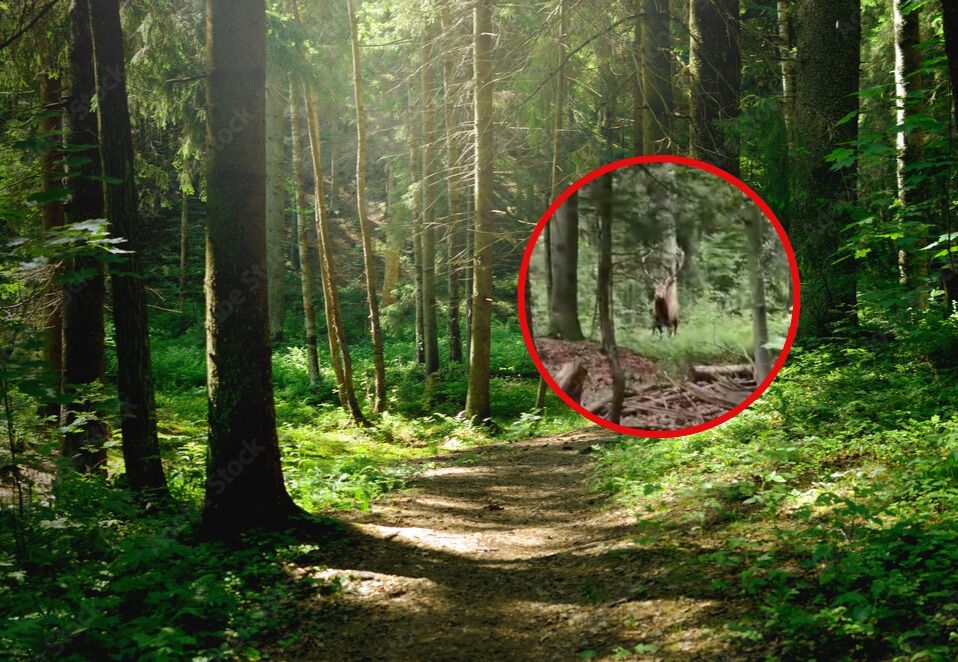 Leśnik zdążył to nagrać. "Tylko dla ludzi o mocnych nerwach"