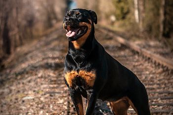 Agresywne psy atakują w okolicach Krakowa. Mieszkańcy w strachu