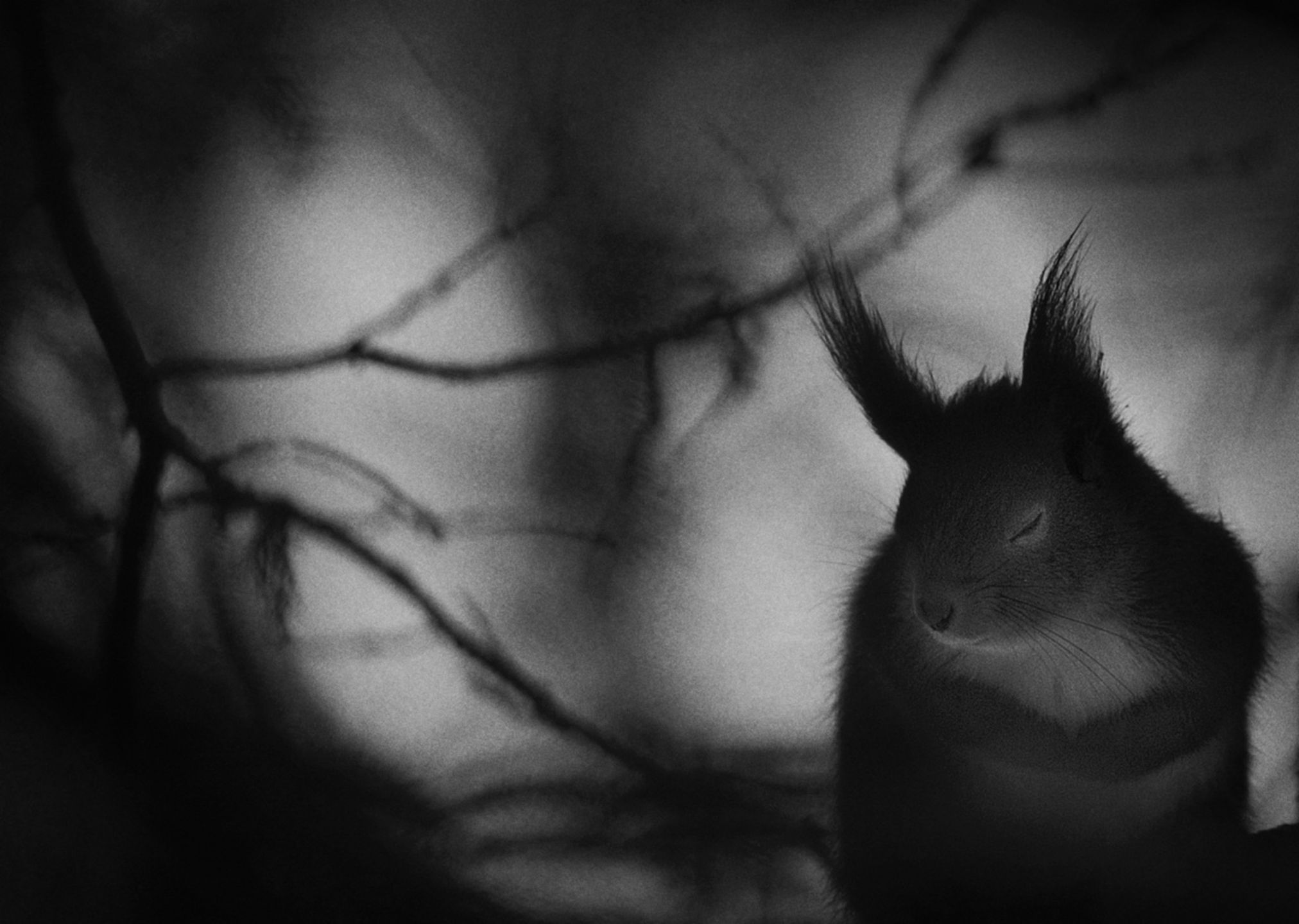 Zdjęcia finalistów Wildlife Photographer of the Year 2017 to mistrzostwo fotografii przyrody 5