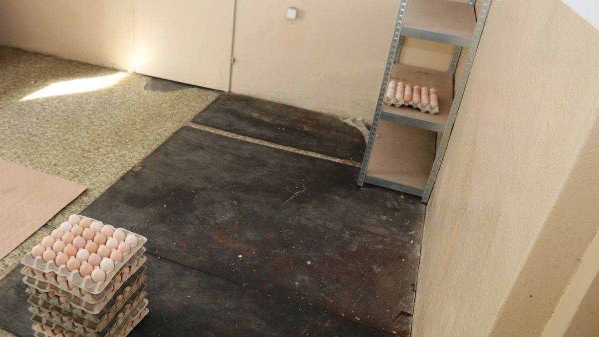 20-latek ukradł 800 jajek