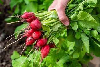 Pierwsza polska rzodkiewka już na rynku. Cena zaskakuje